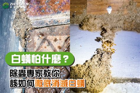 家裡有白蟻|家裡有白蟻怎麼處理？白蟻怕哪些味道？除蟲3大妙招。